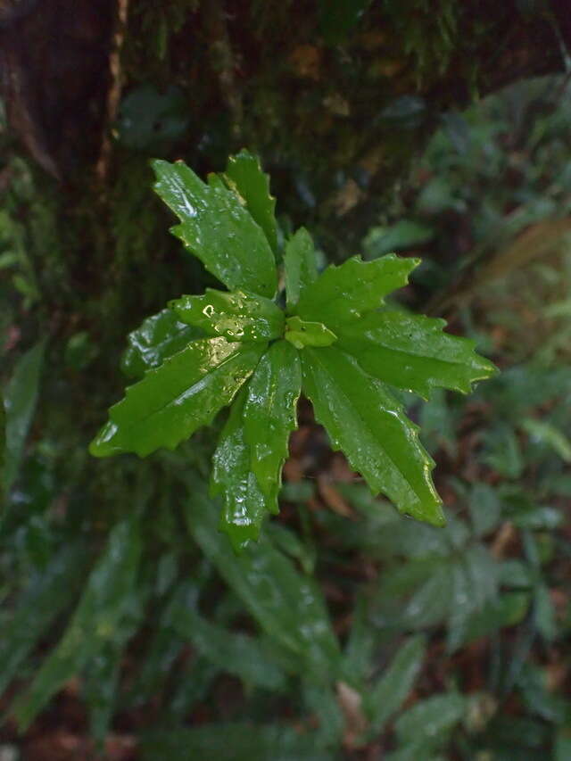 Image of Lysionotus pauciflorus Maxim.