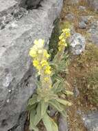 Image of Verbascum giganteum Willk.