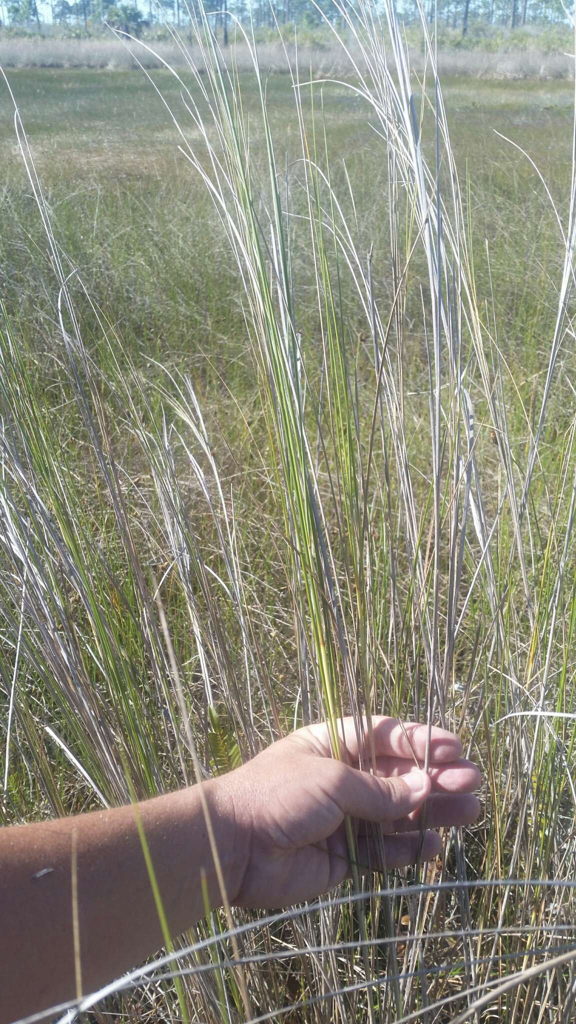 Image of Bunch Cord Grass