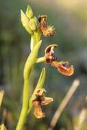 صورة Ophrys speculum subsp. regis-ferdinandii (Acht. & Kellerer ex Renz) Soó