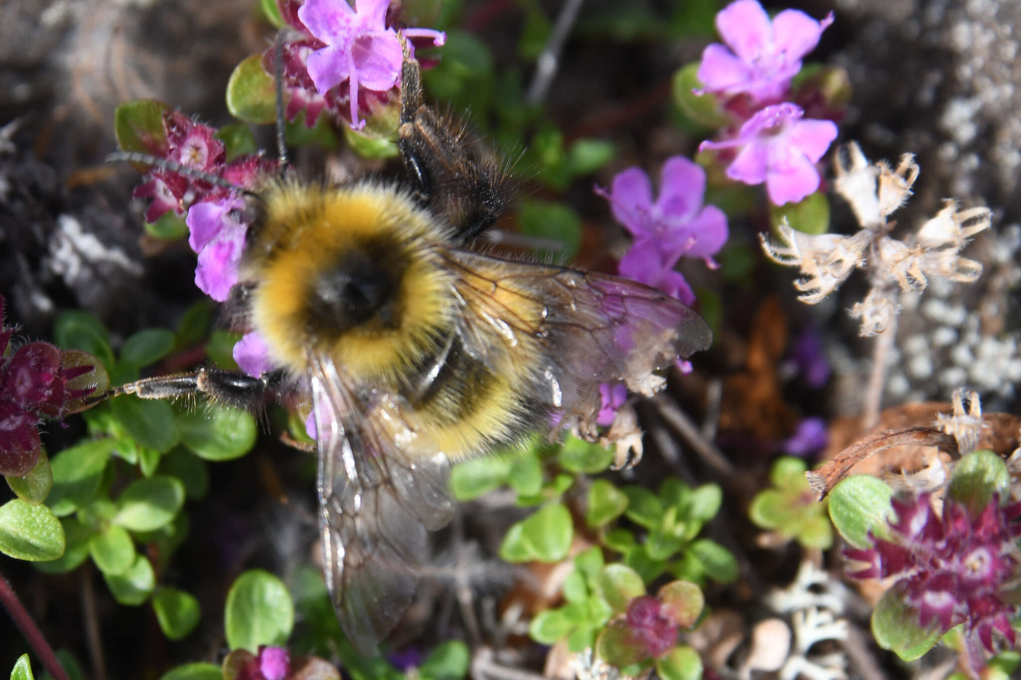 Image of Bombus soroeensis (Fabricius 1776)