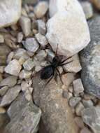 Image of Yellow-legged Zipper Spider