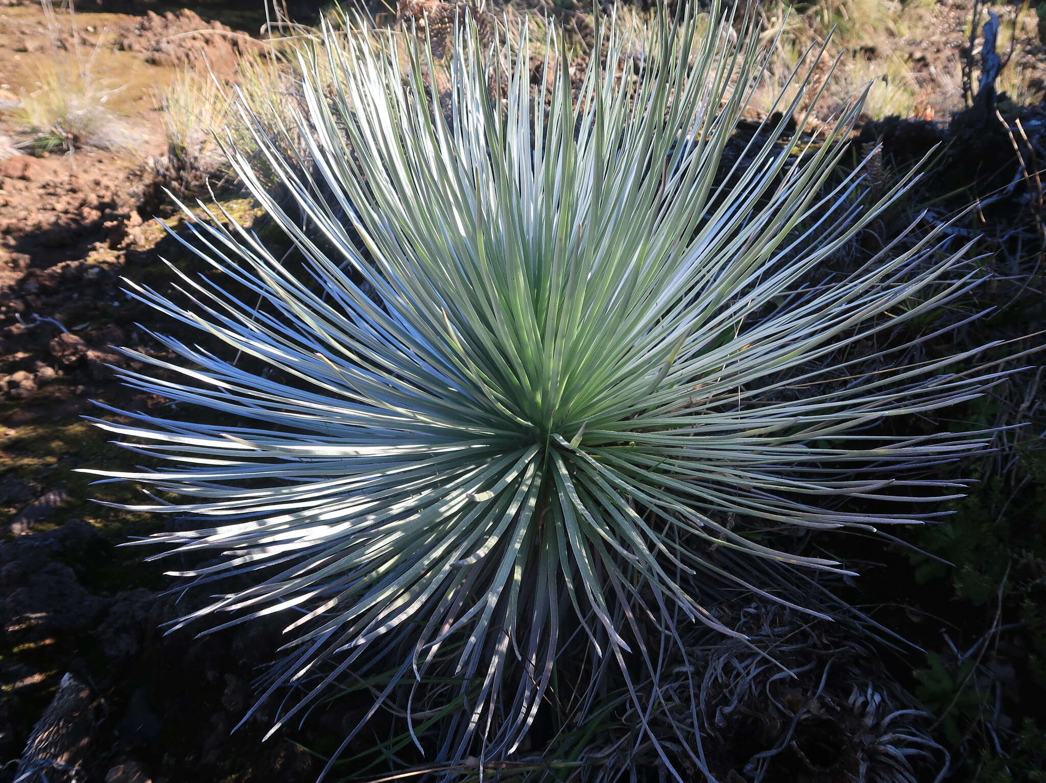 Plancia ëd Argyroxiphium kauense