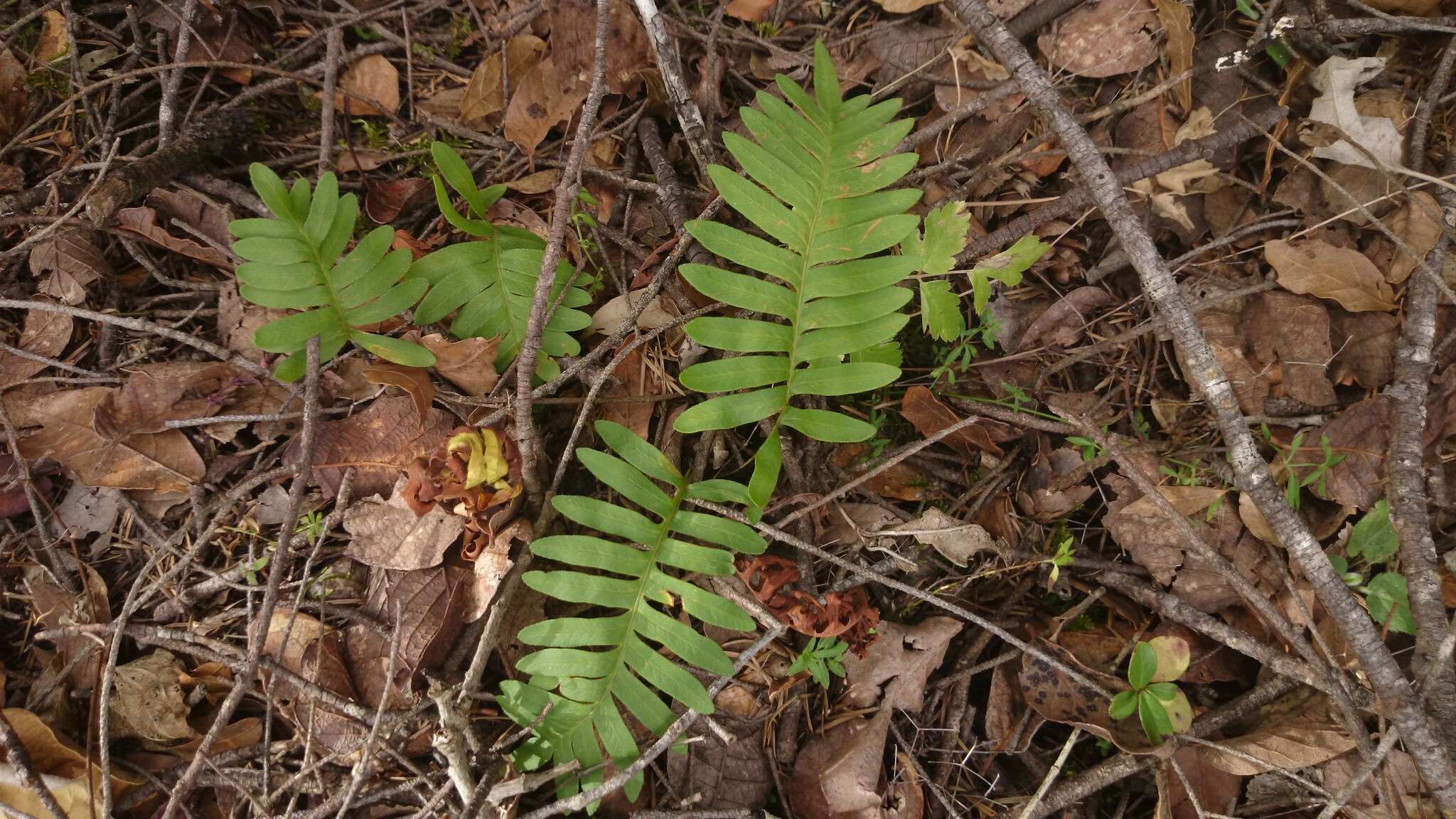 Pleopeltis guttata (Maxon) E. G. Andrews & Windham resmi