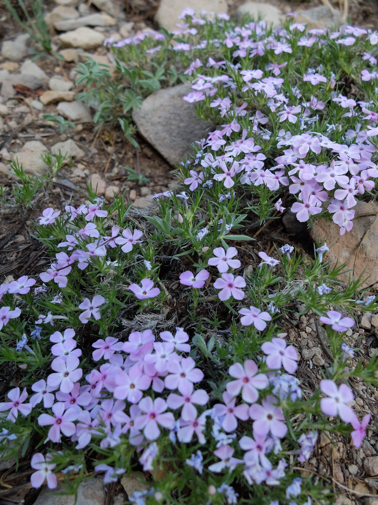 Imagem de Phlox diffusa Benth.