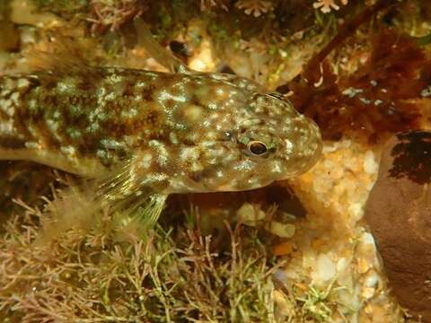 Image of Frayedfin goby