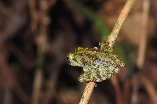 Image of Gunung Mulu Bubble-nest Frog