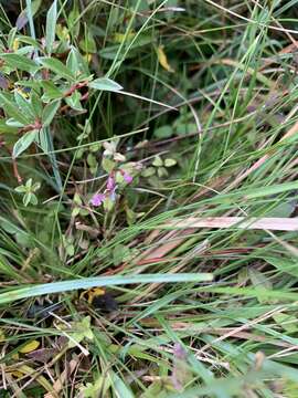 Image of lesser skullcap