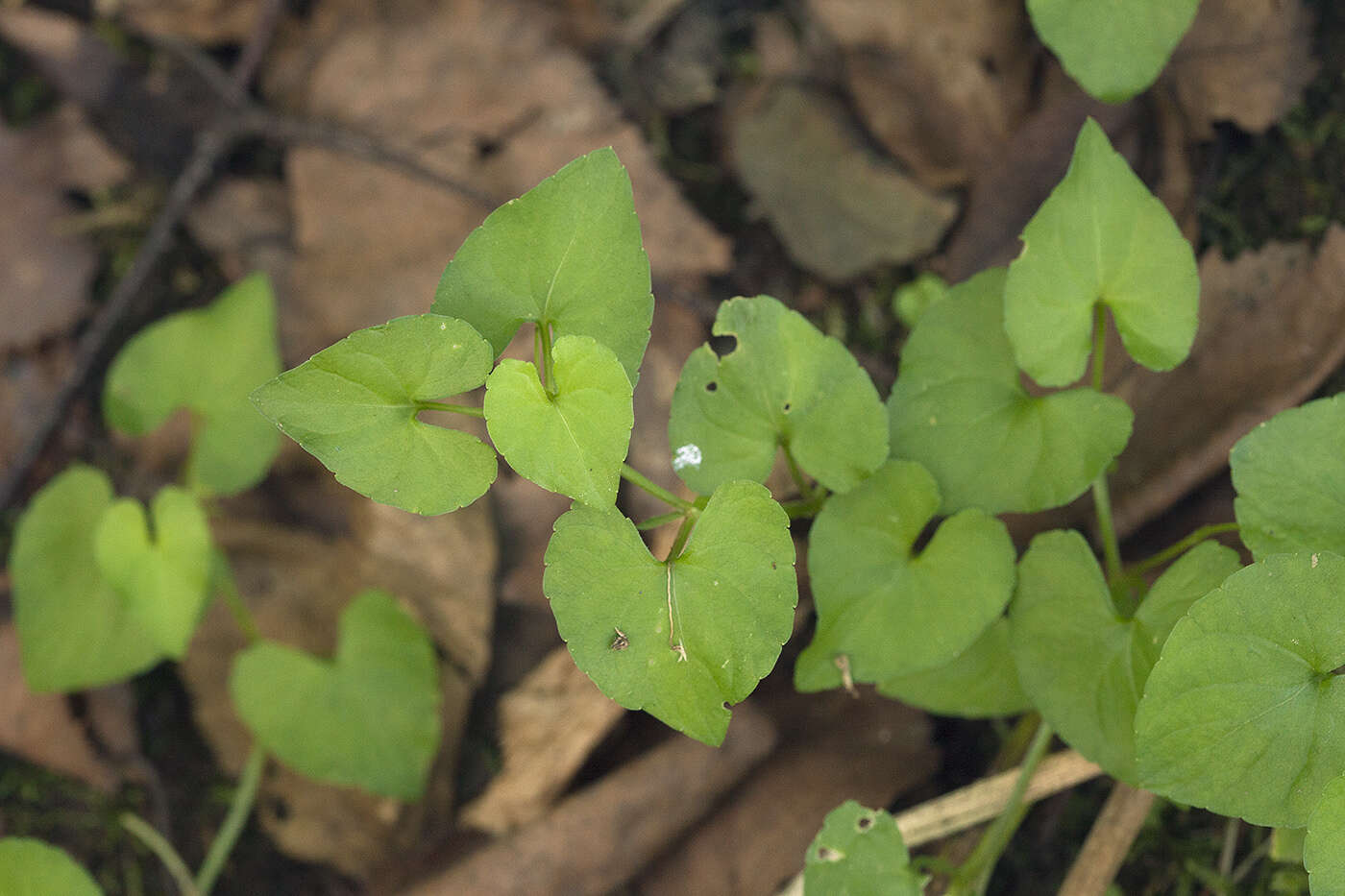 Image of Viola arcuata Bl.