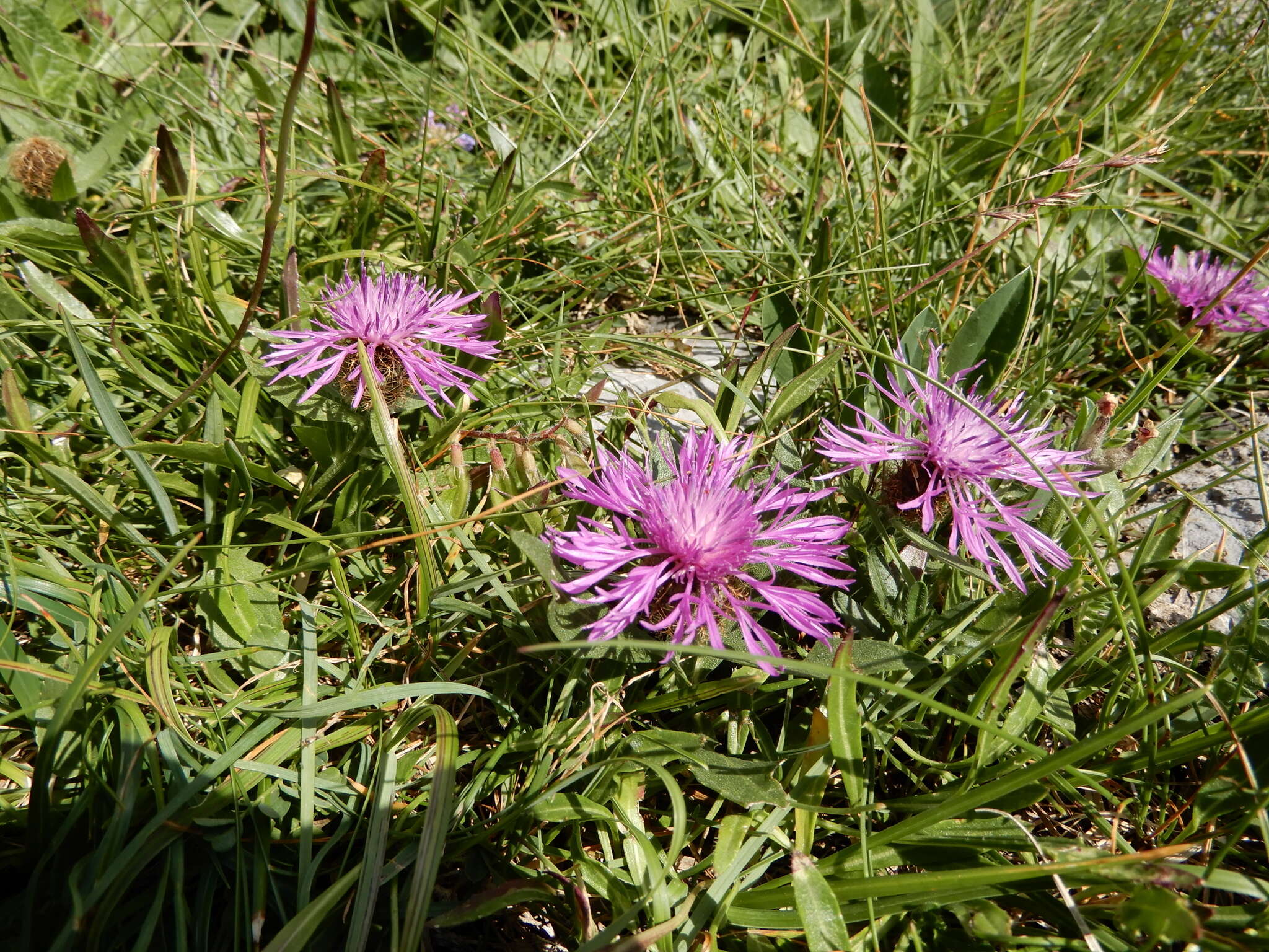 Image of Centaurea rhaetica Moritzi