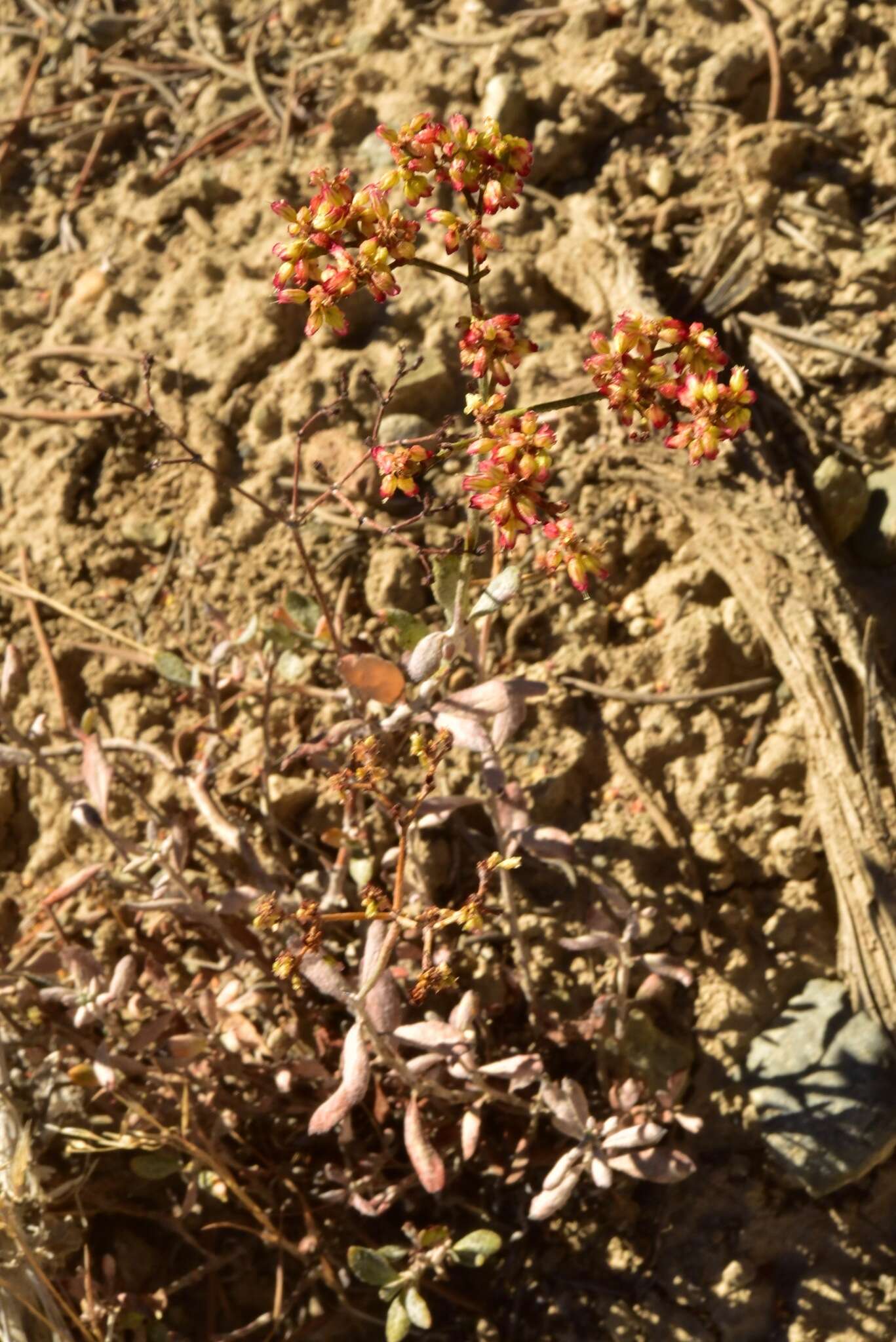 Imagem de Eriogonum microtheca var. ambiguum (M. E. Jones) Reveal