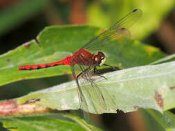 Image of White-faced Meadowhawk