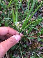 Plancia ëd Cardamine microphylla Adams