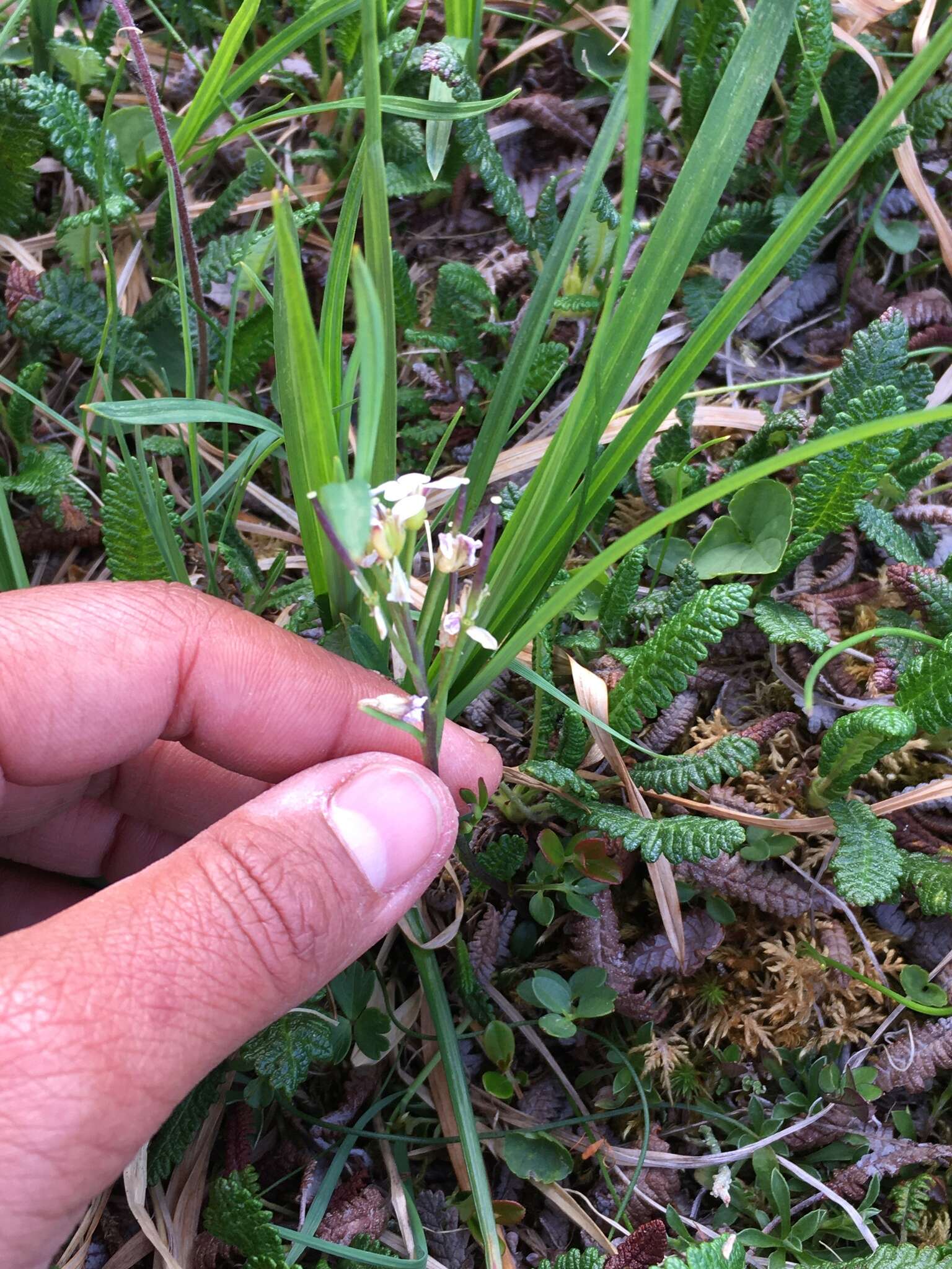 Plancia ëd Cardamine microphylla Adams