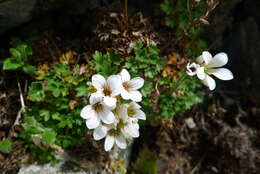 Imagem de Saxifraga geranioides L.