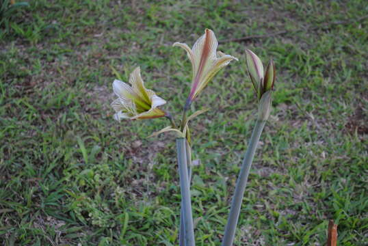 Слика од Hippeastrum iguazuanum (Ravenna) T. R. Dudley & M. Williams