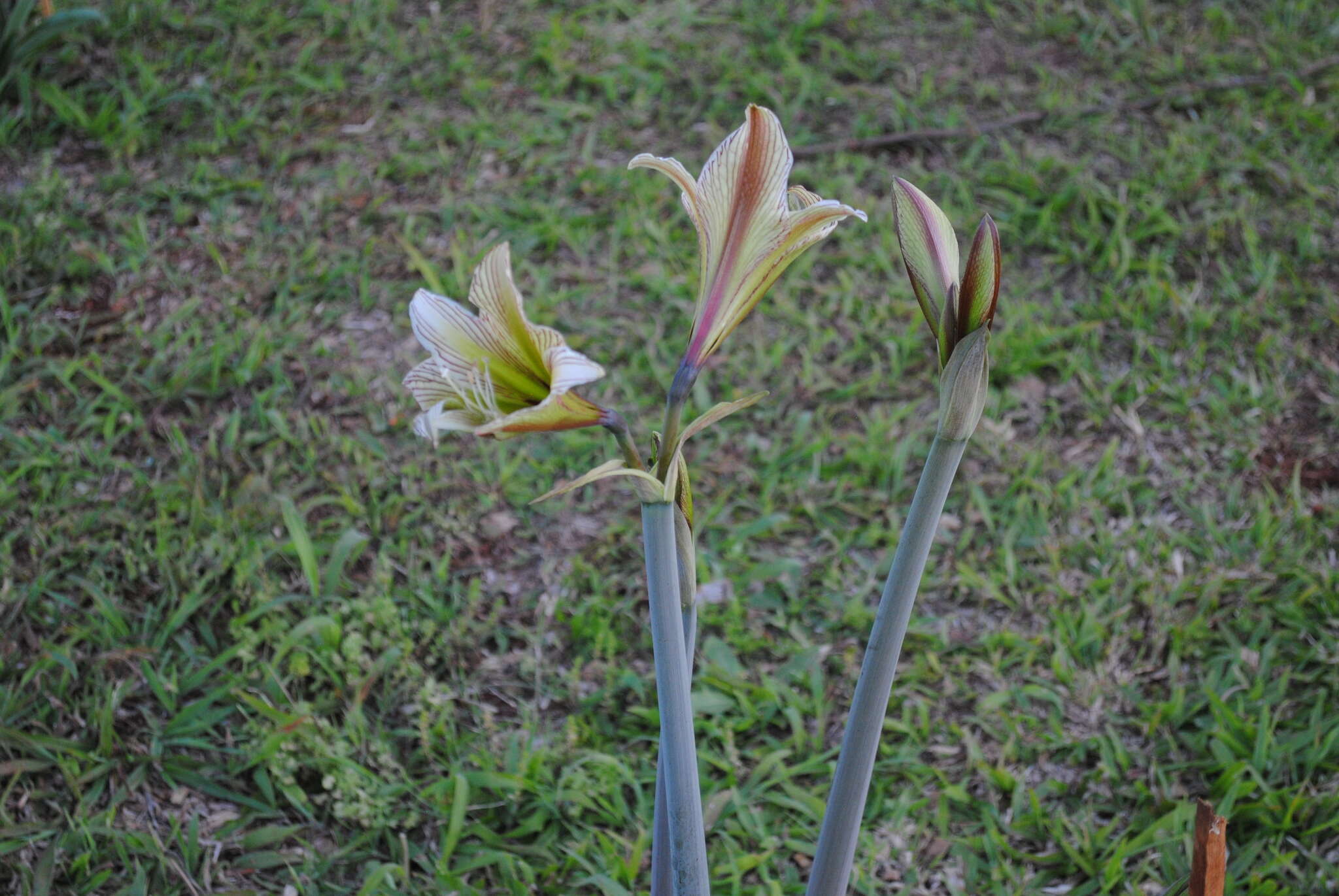 صورة Hippeastrum iguazuanum (Ravenna) T. R. Dudley & M. Williams