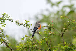 Image of Grey-headed Bullfinch