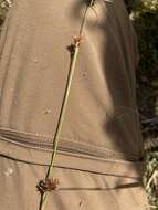 Image of Loose-Head Beak Sedge