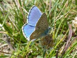 Image of Polyommatus bellargus (Rottemburg 1775)