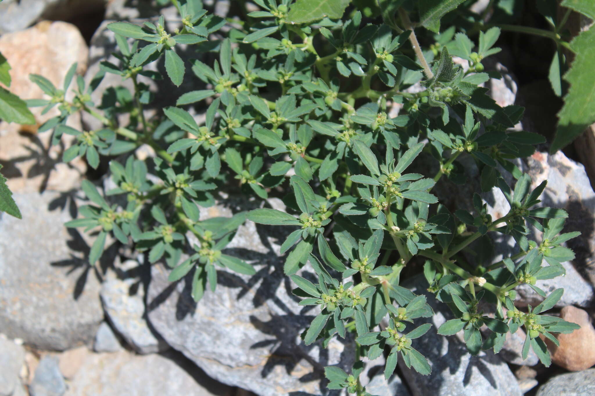 Image of Euphorbia exstipulata var. exstipulata