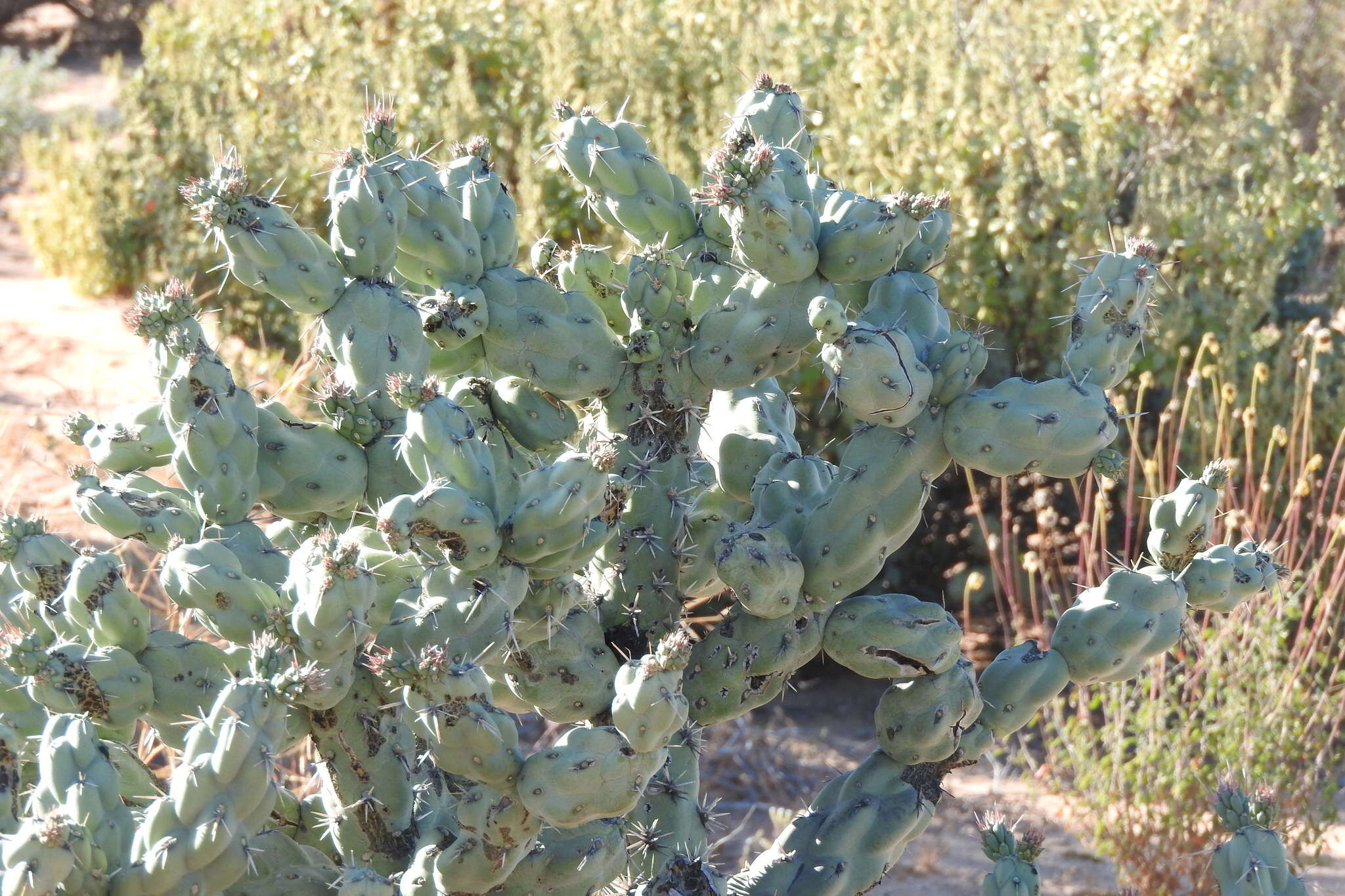 Image of Cylindropuntia cholla (F. A. C. Weber) F. M. Knuth