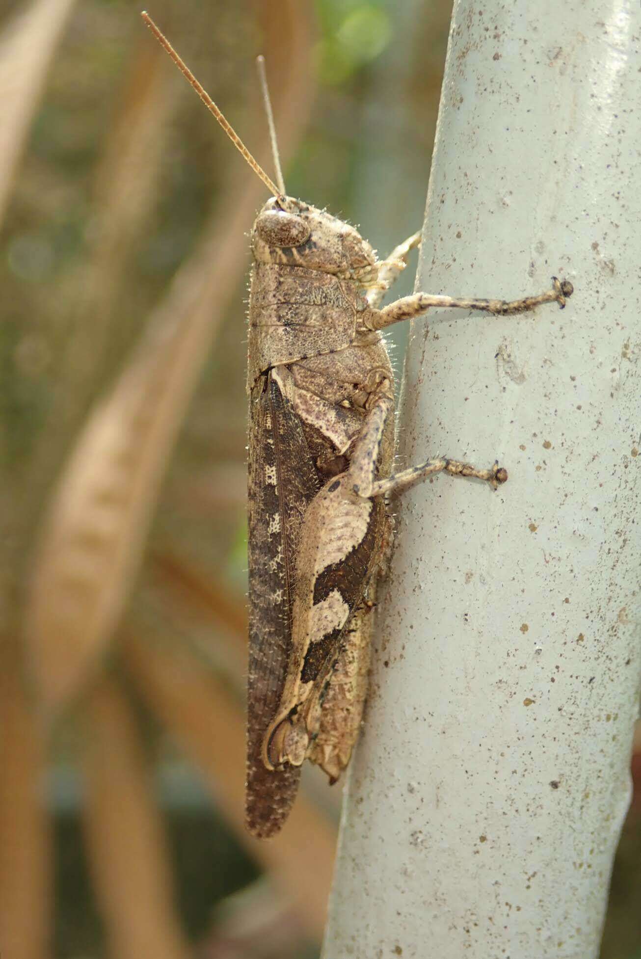 Image of Xenocatantops brachycerus (Willemse & C. 1932)