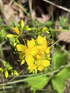 Imagem de Hypericum pseudomaculatum Bush