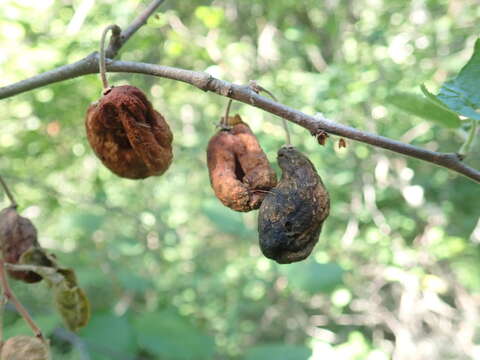 Image of Klamath plum