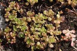 صورة Sedum oreganum Nutt. ex Torr. & Gray