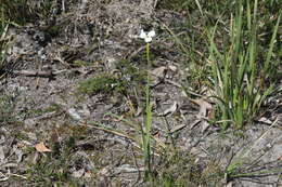 Image of Diplarrena moraea Labill.