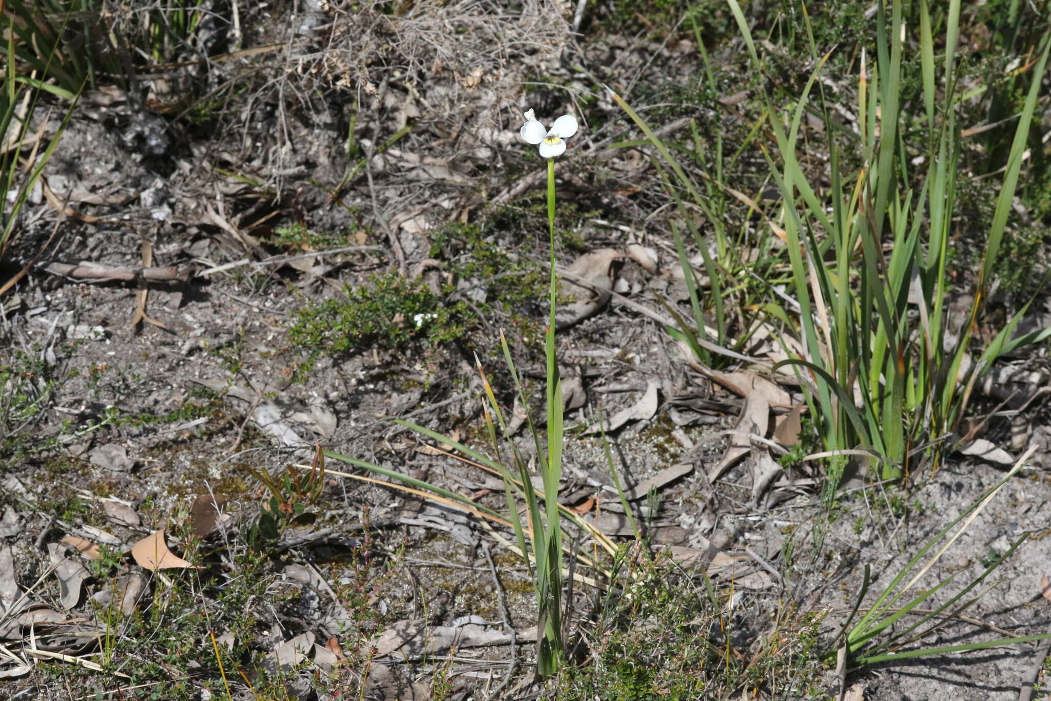 Imagem de Diplarrena moraea Labill.