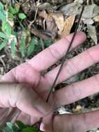 Imagem de Pteris aspericaulis Wall. ex Ag.