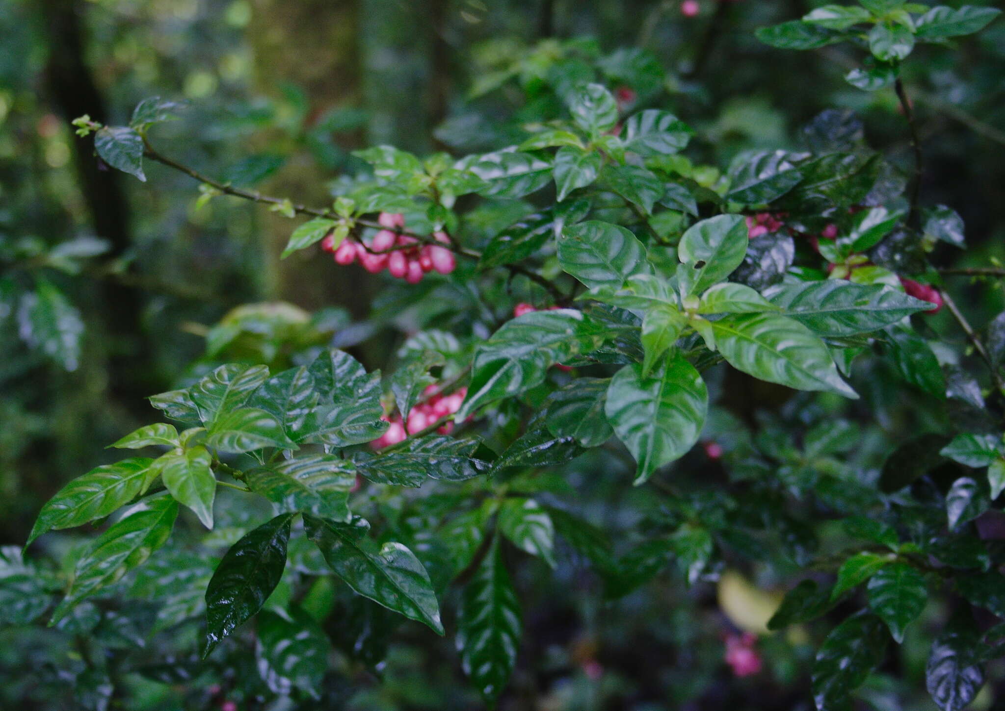 Image of Hoffmannia excelsa (Kunth) K. Schum.