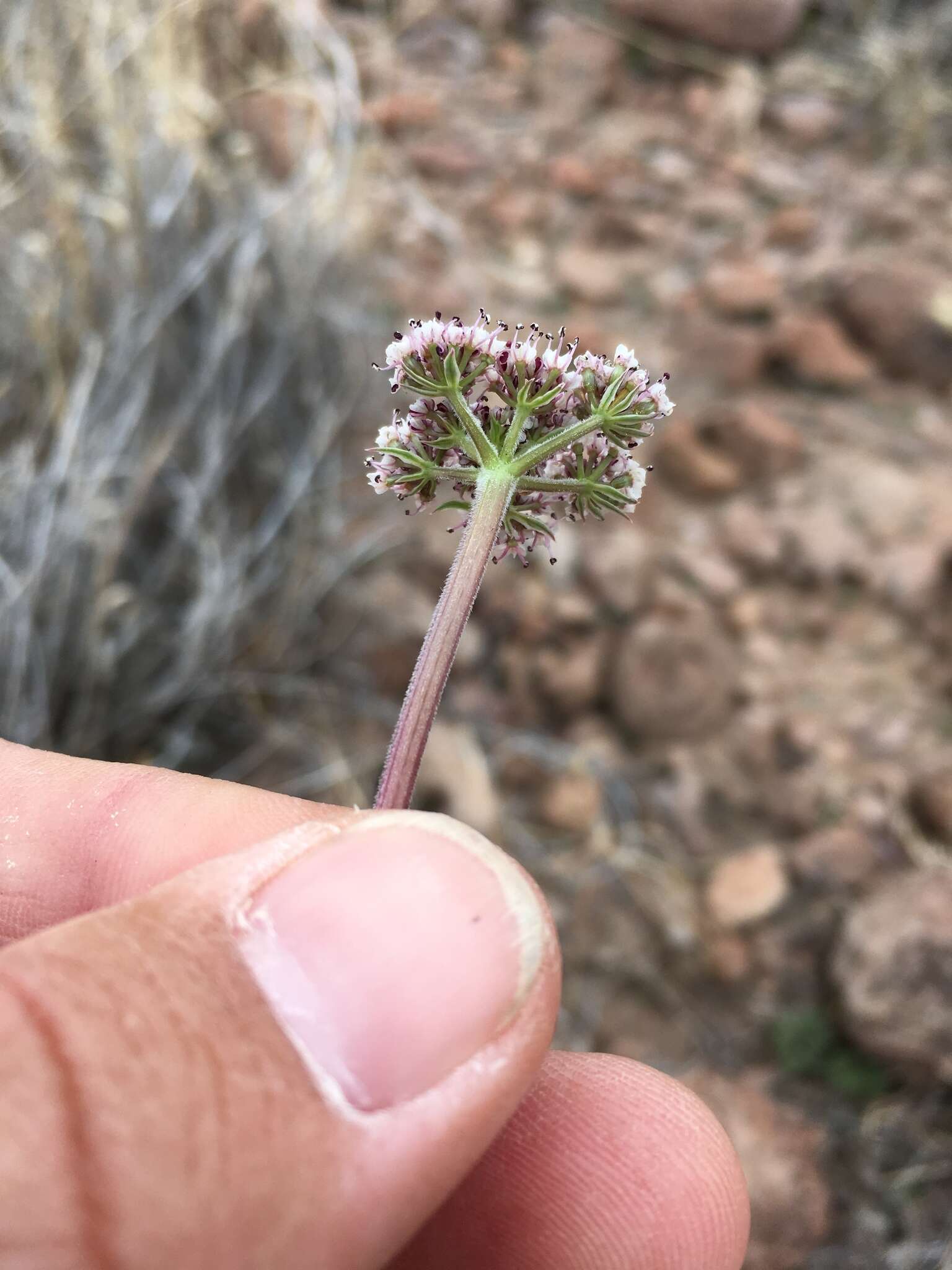 Image of Nevada biscuitroot