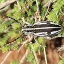 Image of Dorcadion (Cribridorcadion) lohsei Braun 1976