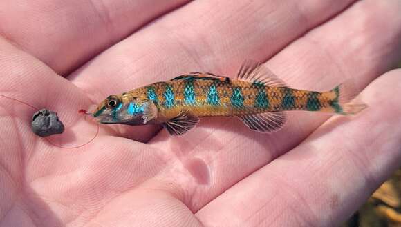 Image of Speckled Darter