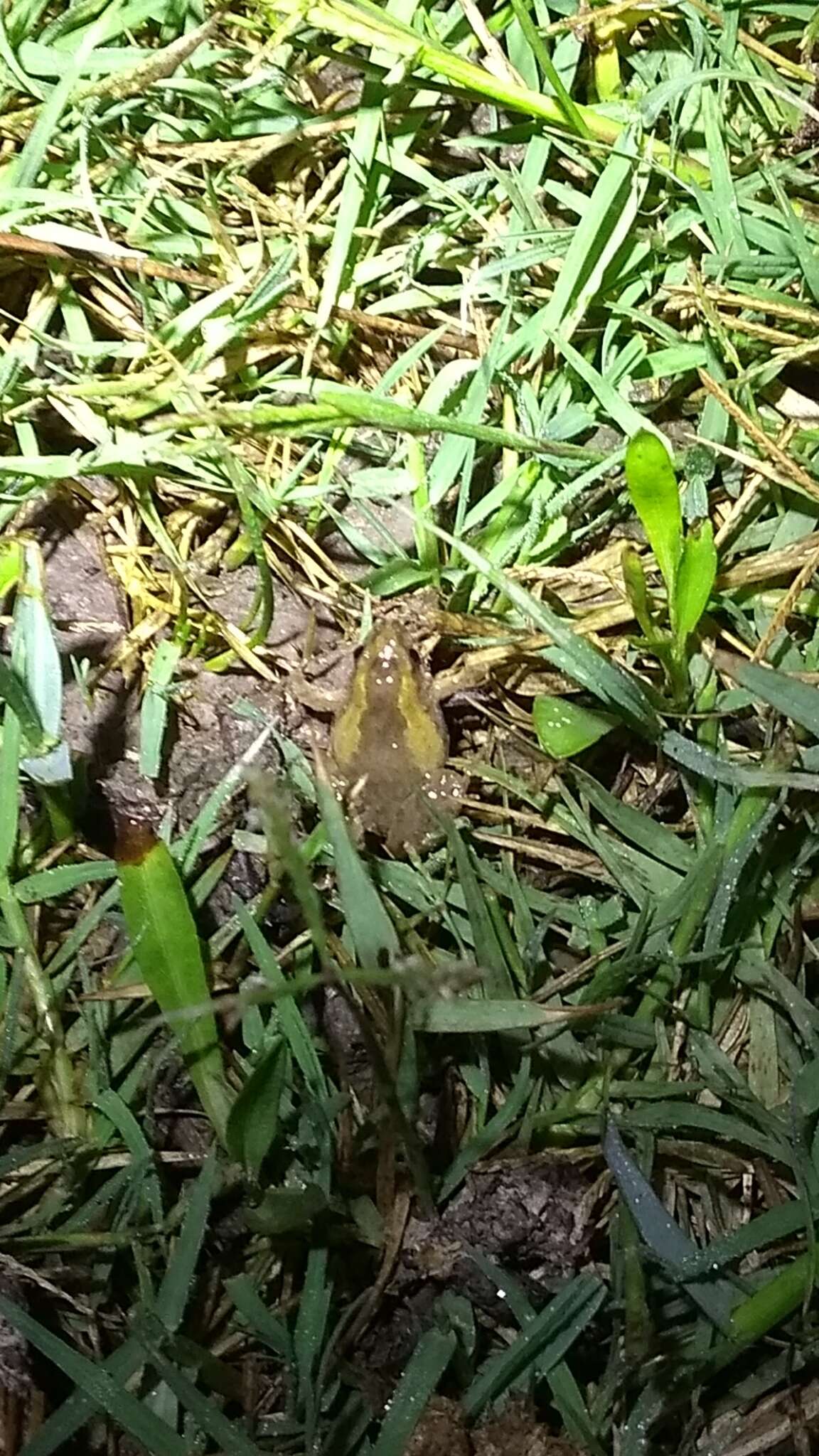 Image of Hensel’s Swamp Frog