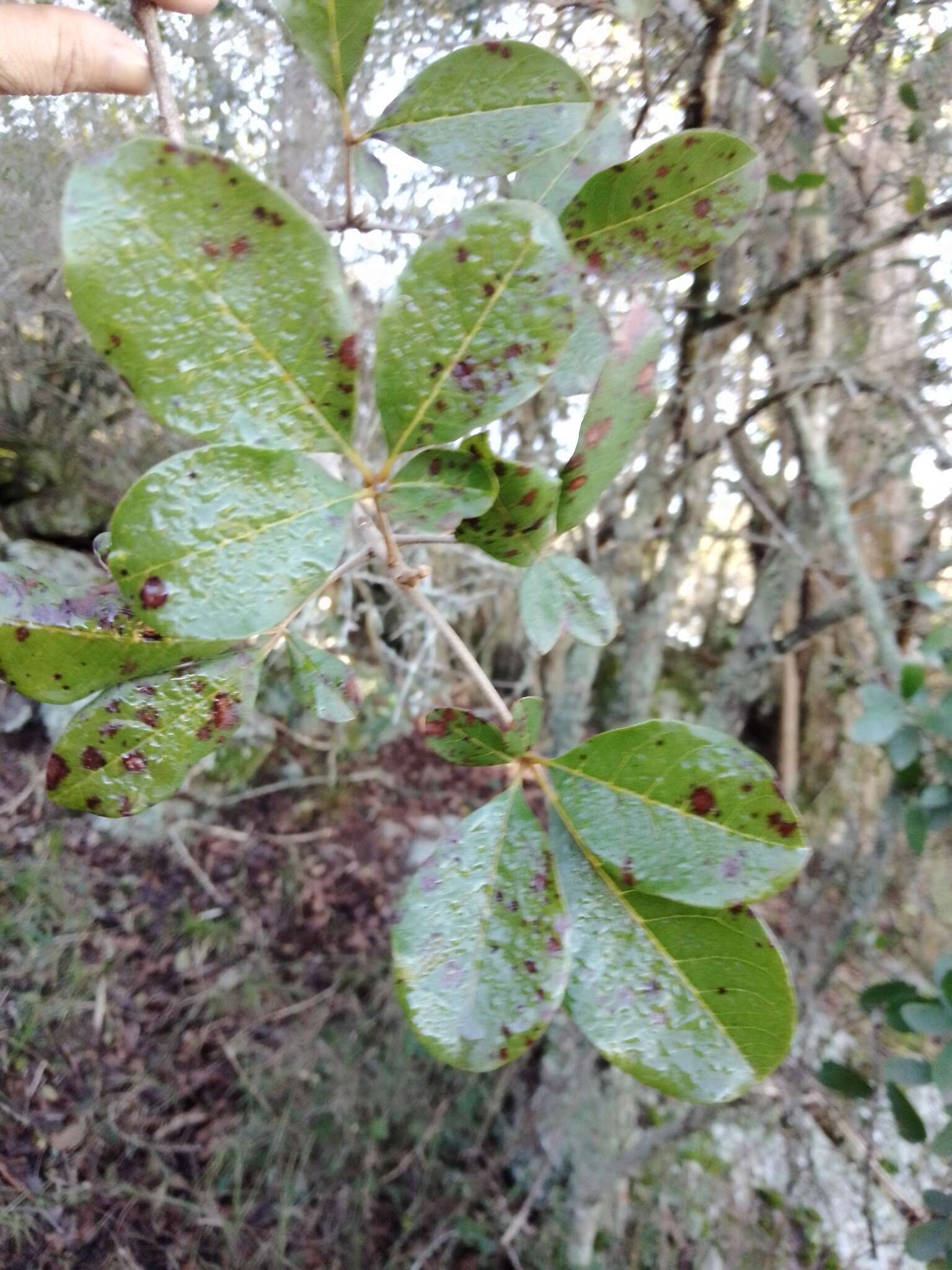 Sivun Vitex megapotamica (Spreng.) Moldenke kuva