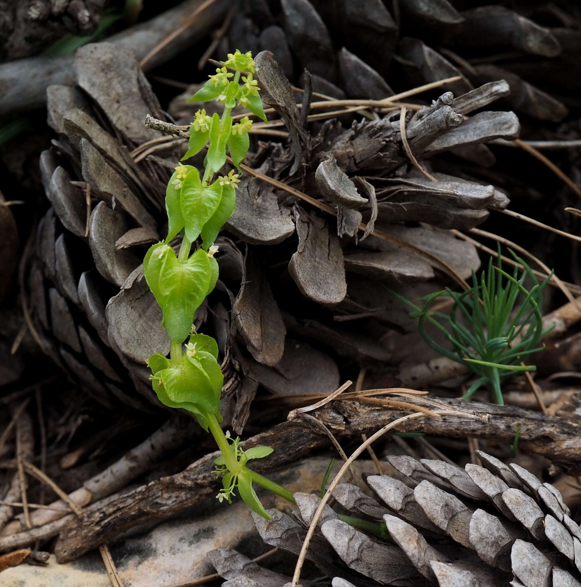 Image of Cruciata articulata (L.) Ehrend.