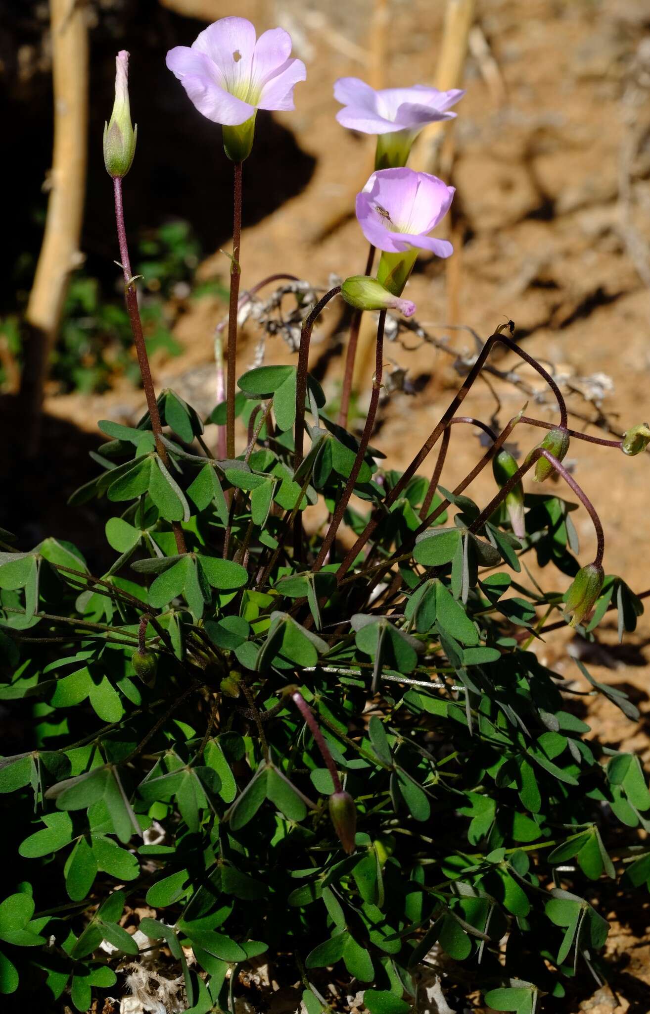 Sivun Oxalis comosa E. Mey. ex Harv. & Sond. kuva