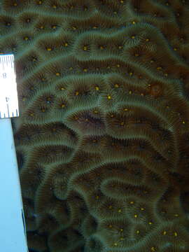 Image of Tube Coral