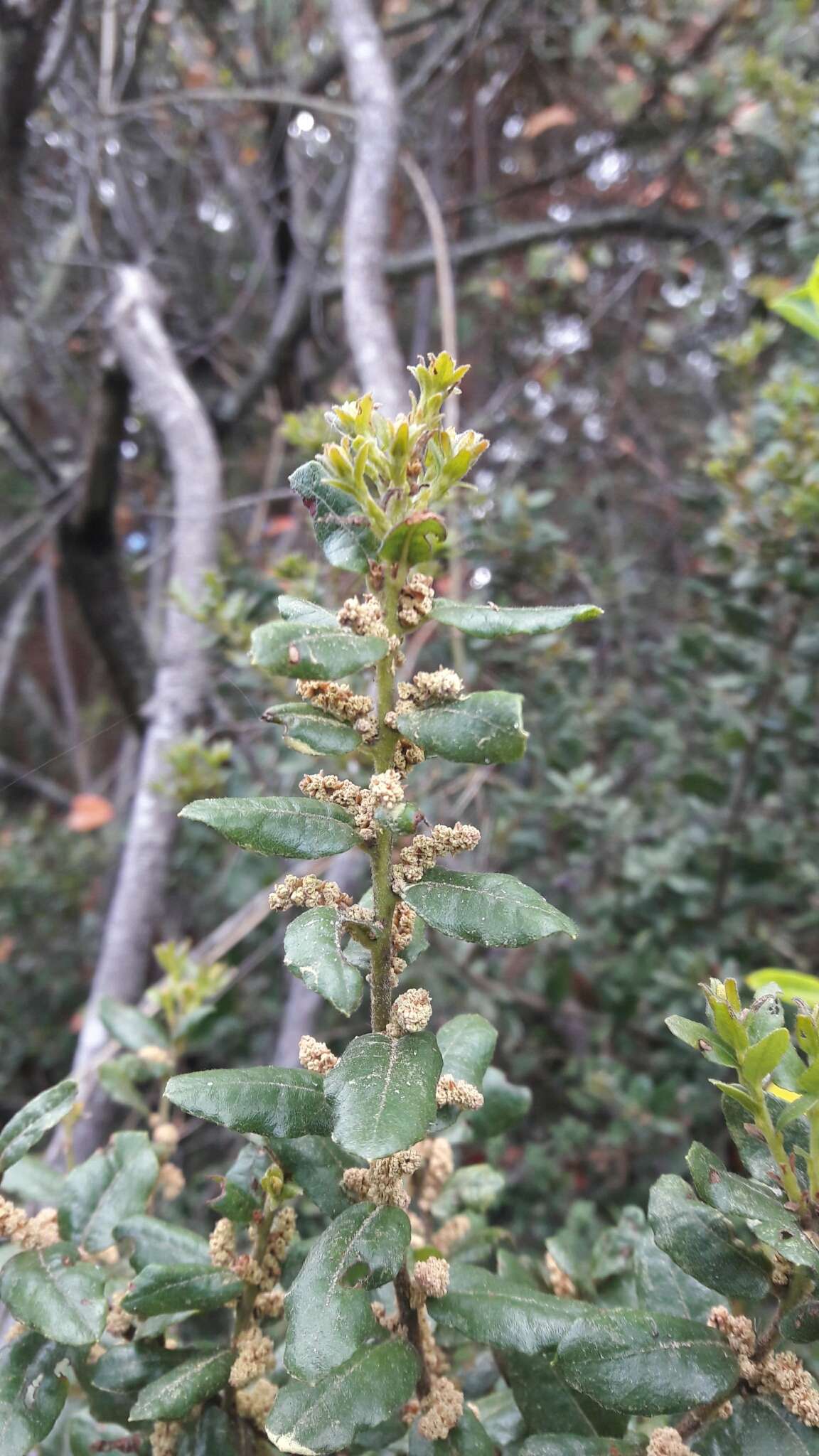 Image of Morella parvifolia (Benth.) Parra-Os.
