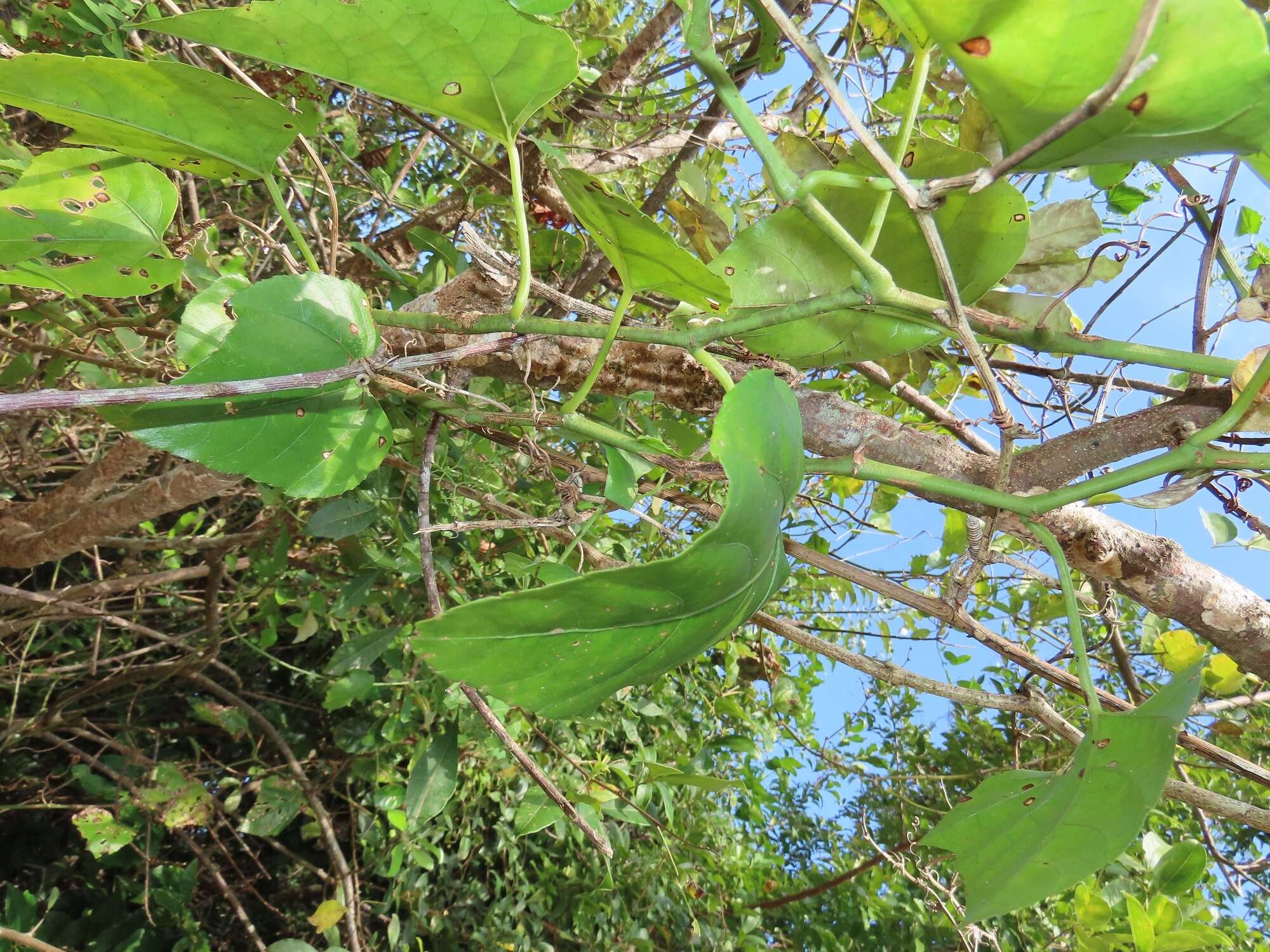 Image of Cissus fragilis E. Mey.