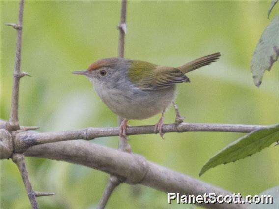 Image of Common Tailorbird