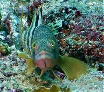 Image of Banded reef-cod