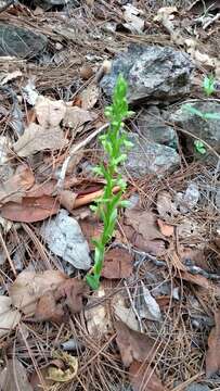 Imagem de Platanthera brevifolia (Greene) Senghas