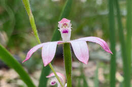 Caladenia clarkiae D. L. Jones resmi