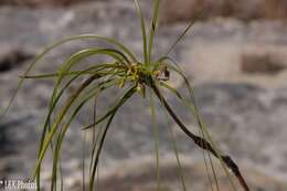 Ischnolepis graminifolia (Costantin & Gallaud) J. Klack.的圖片