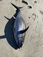 Image of Atlantic Bluefin Tuna